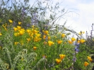 PICTURES/Picacho Peak & Casa Grande/t_Picacho Peak - Wildflowers2.JPG